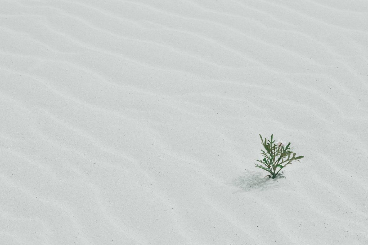 A small green shrub is growing in a sandy desert.