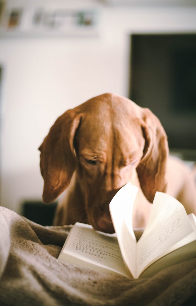 A dog is reading a book.